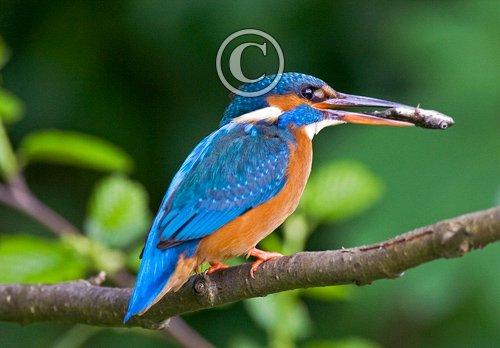 King Fisher DM0951